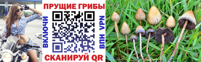 Псилоцибиновые грибы Psilocybe  Оленегорск 
